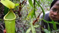 Cambodia Biodiversity Find – Carnivorous Plant Fauna & Flora International (FFI) conservationists recently announced the intriguing discovery of a new species of carnivorous pitcher plant in the dense forests of Cambodia’s Cardamom Mountains. The plant’s story...