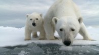 If you want to have some fun seeing firsthand how the polar bears are faring in their native Arctic habitat, keep an eye out for a new wildlife documentary called...