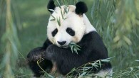 Giant Panda Quiz! The Giant Panda Quiz tests your knowledge of interesting facts about giant pandas and their roles in environmental conservation and international diplomacy. The quiz has 10 questions. Your...