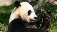 Giant Pandas Promote Conservation and Diplomacy Panda Awareness Week (PAW) kicked off on July 4 in London. Among the world’s rarest and most threatened animals, giant pandas are adorably plump, prominent symbols of nature’s treasures, international...